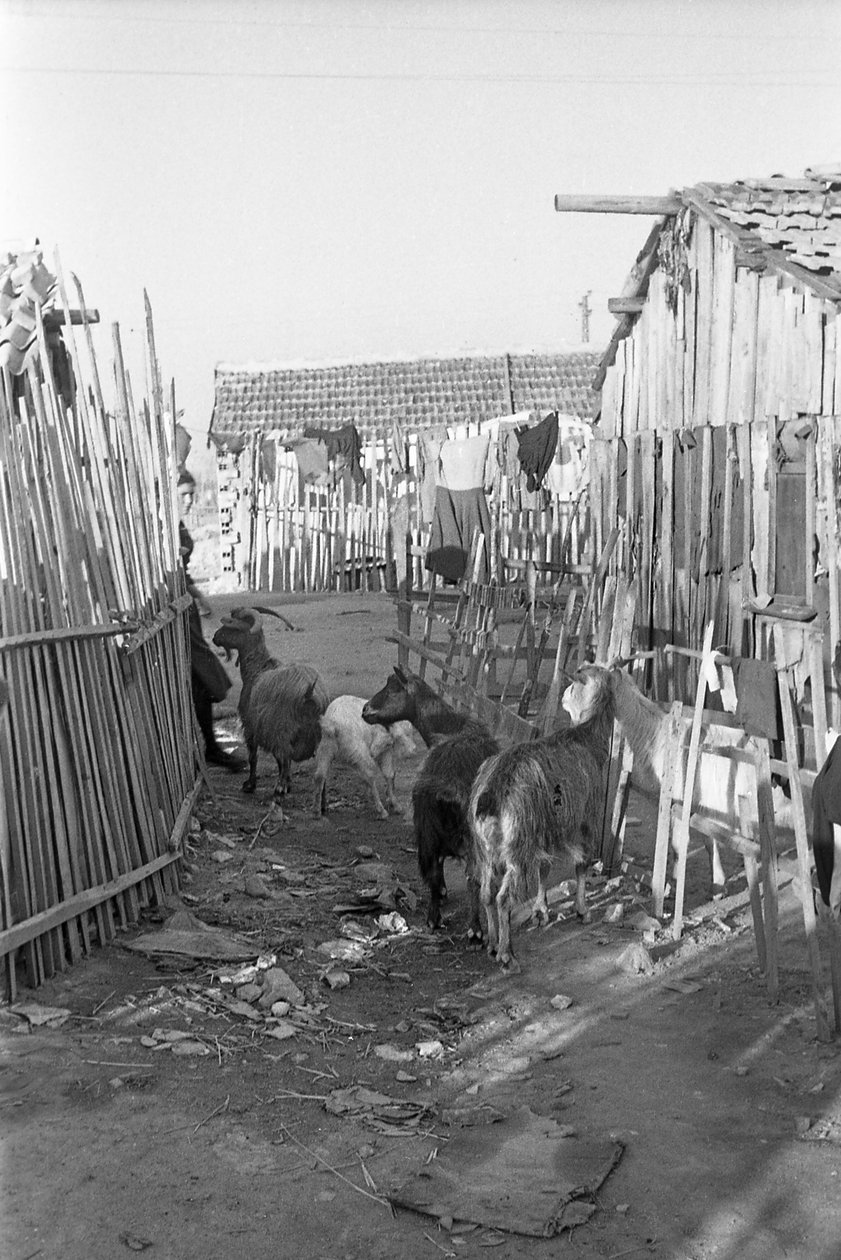CROTONE - LES CHÈVRES PARMI LES SHALLS - Ando Gilardi