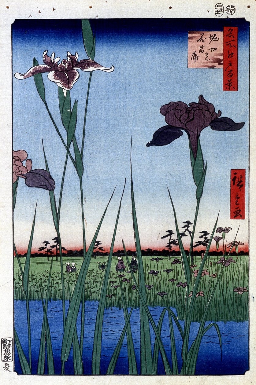 Iris d