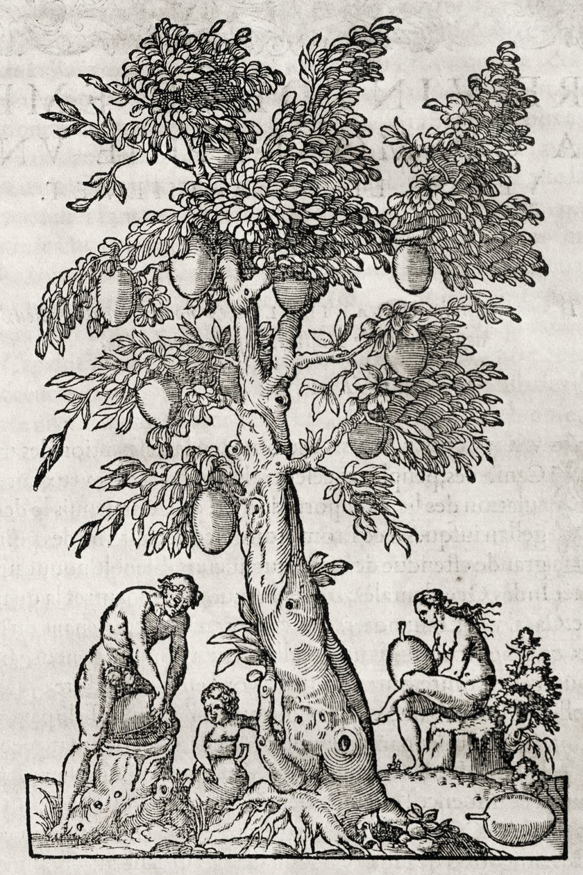 Arbre à pain - Andre Thevet