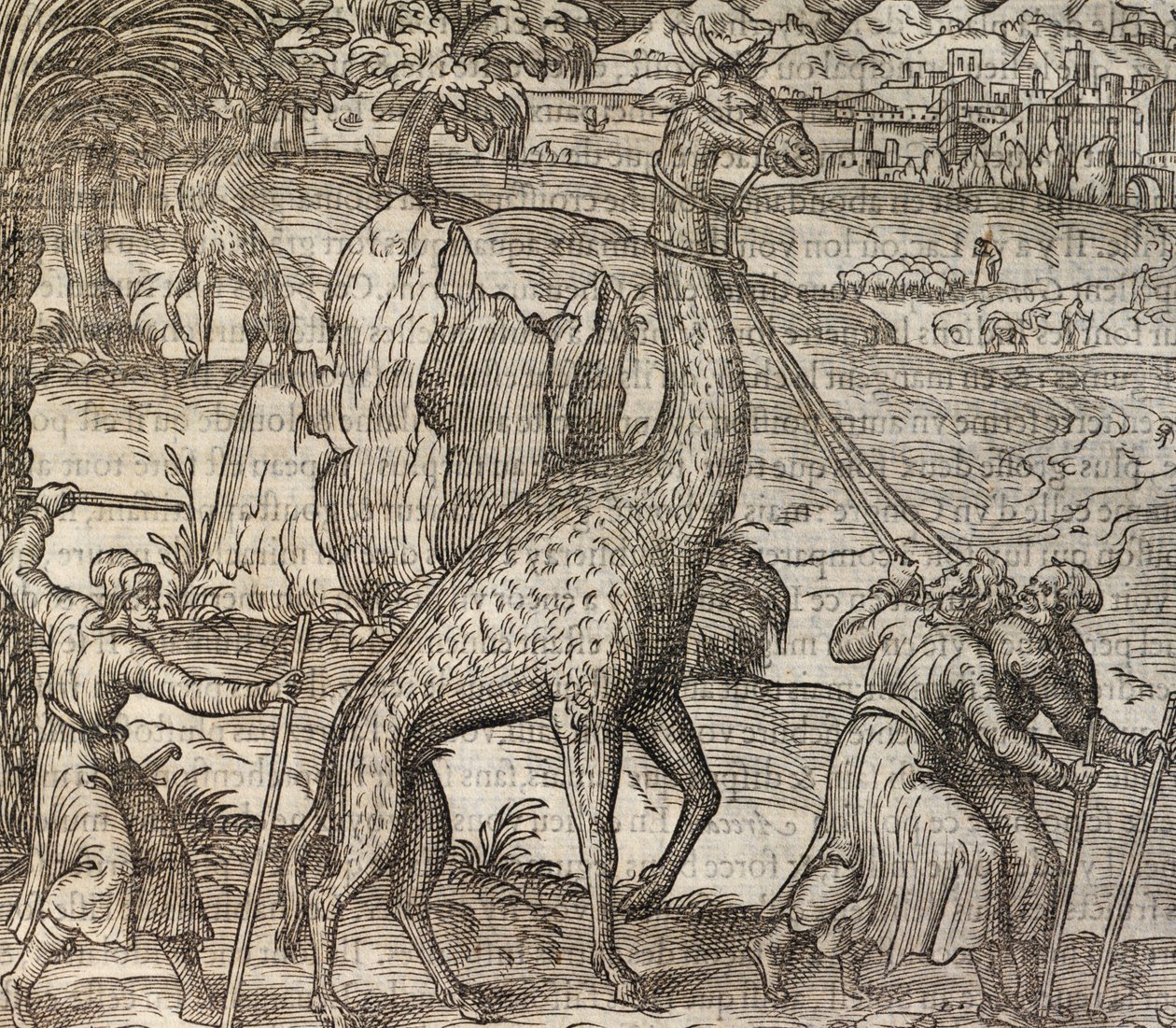 Girafe, gravure de Cosmographie Universelle - Andre Thevet