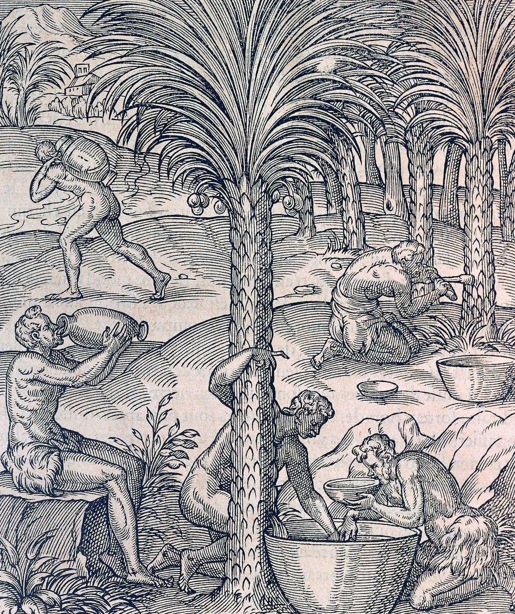 Habitants du Cap-Vert fabriquant des boissons à partir de palmiers - Andre Thevet