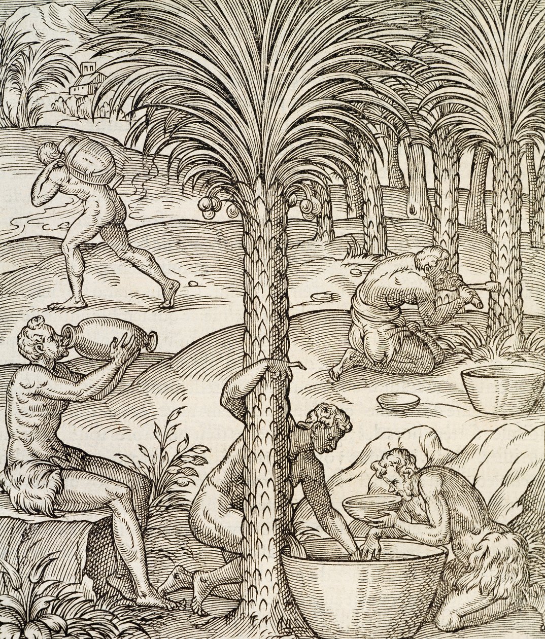 Habitants du Cap-Vert préparant des boissons à partir de palmiers, gravure de Cosmologie Universelle, par André Thevet (1504-1592), Paris, Afrique, 1575 - Andre Thevet