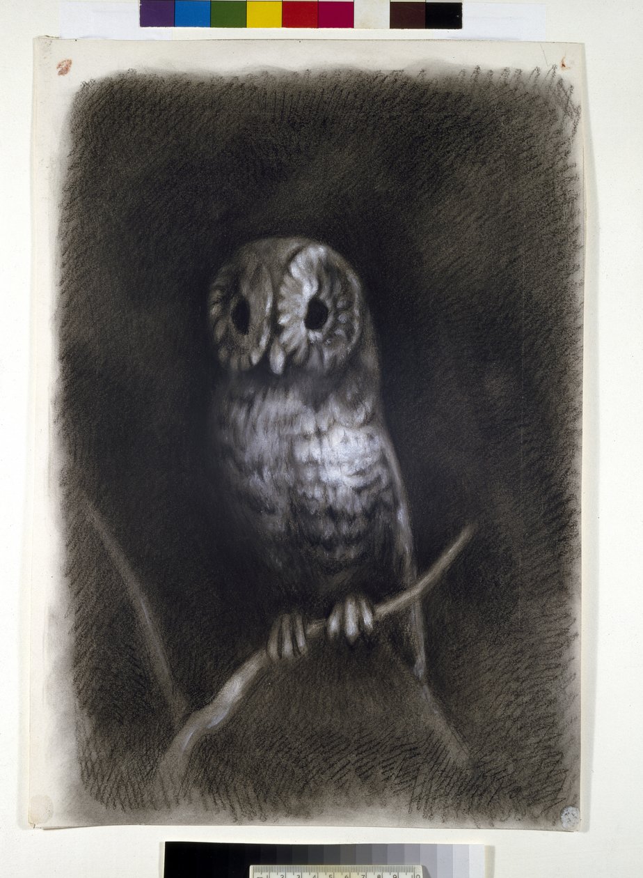 Hibou, copié d