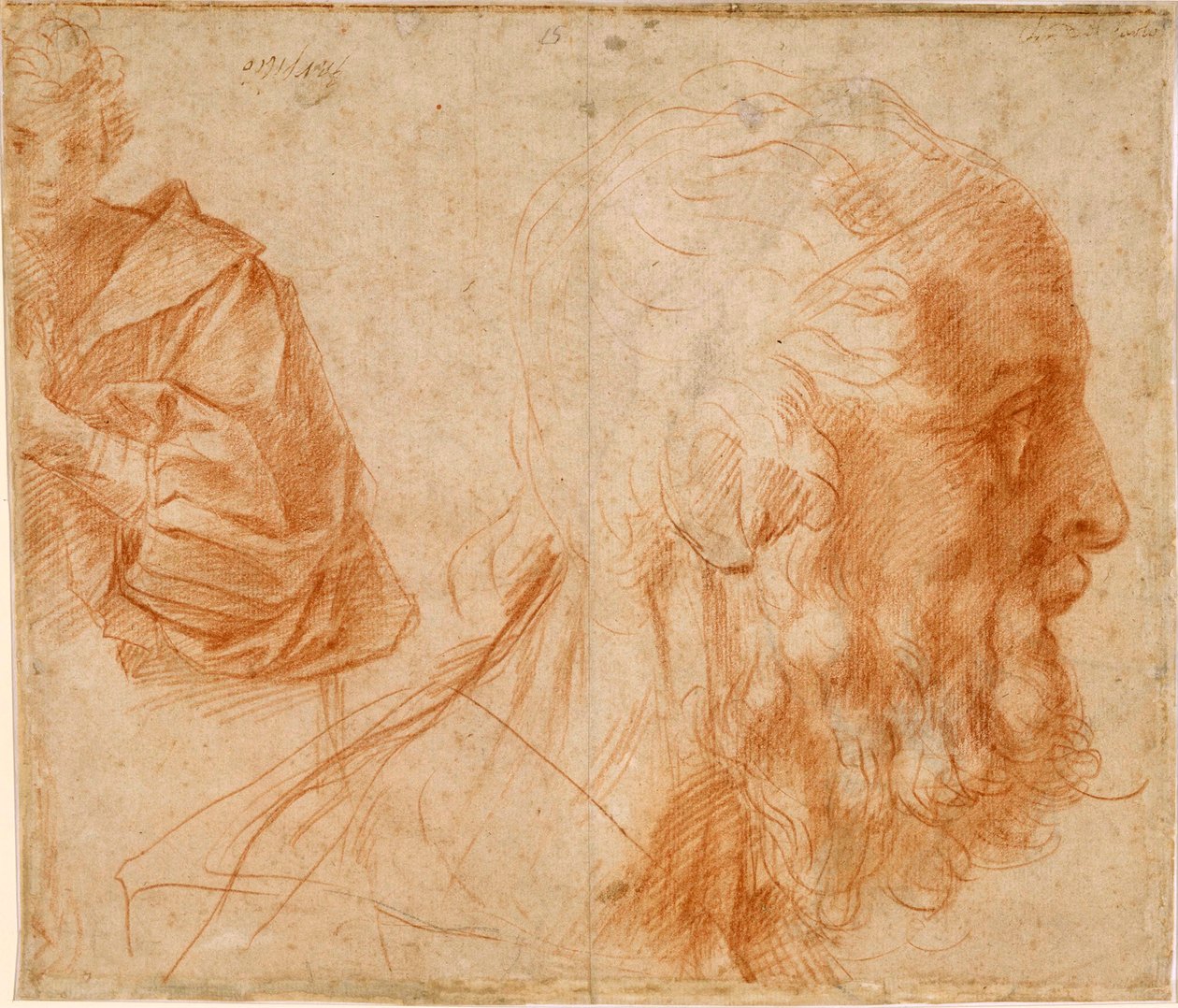 Jeune homme et tête de vieillard, probablement Homère - Andrea del Sarto