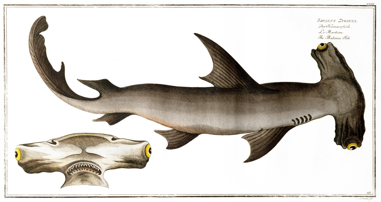 Requin marteau (Poisson Balance), publié par Black, c.1790 - Andreas Ludwig Kruger