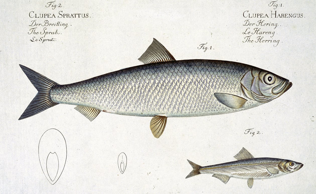 Hareng (Clupea Harengus) et Sprat (Clupea Sprattus) planche XXIX de 