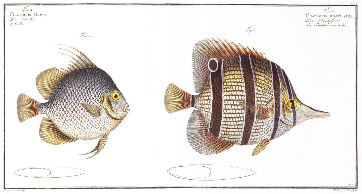 Poisson Orb et Poisson à bec, publié par Black, c.1790 - Andreas Ludwig Kruger