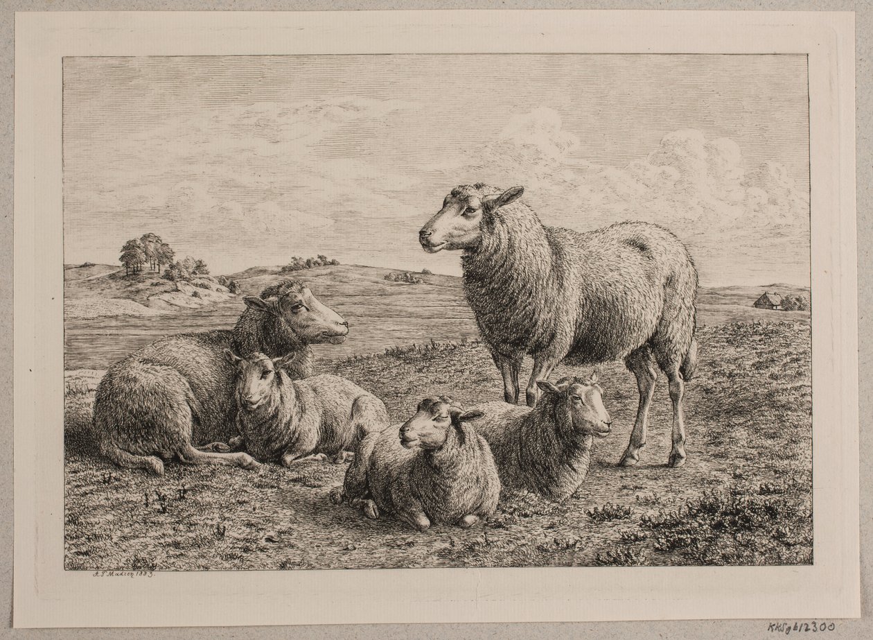 Danish : Moutons et agneaux dans le champ - Andreas Peter Madsen