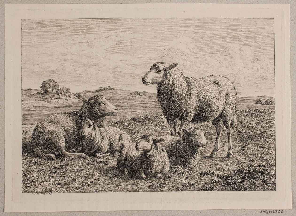 Moutons et agneaux dans le champ - Andreas Peter Madsen