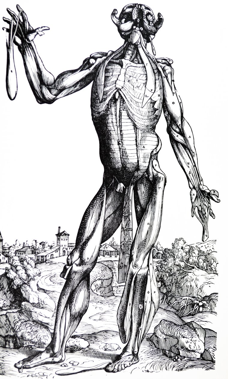 Les planches du deuxième livre de De Humani Corporis Fabrica - Andreas Vesalius