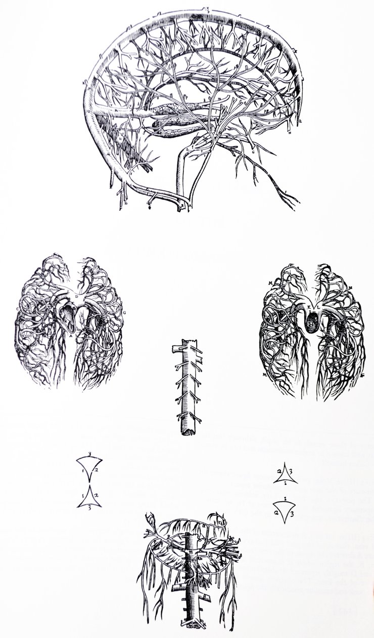 Les planches du troisième livre de De Humani Corporis Fabrica - Andreas Vesalius