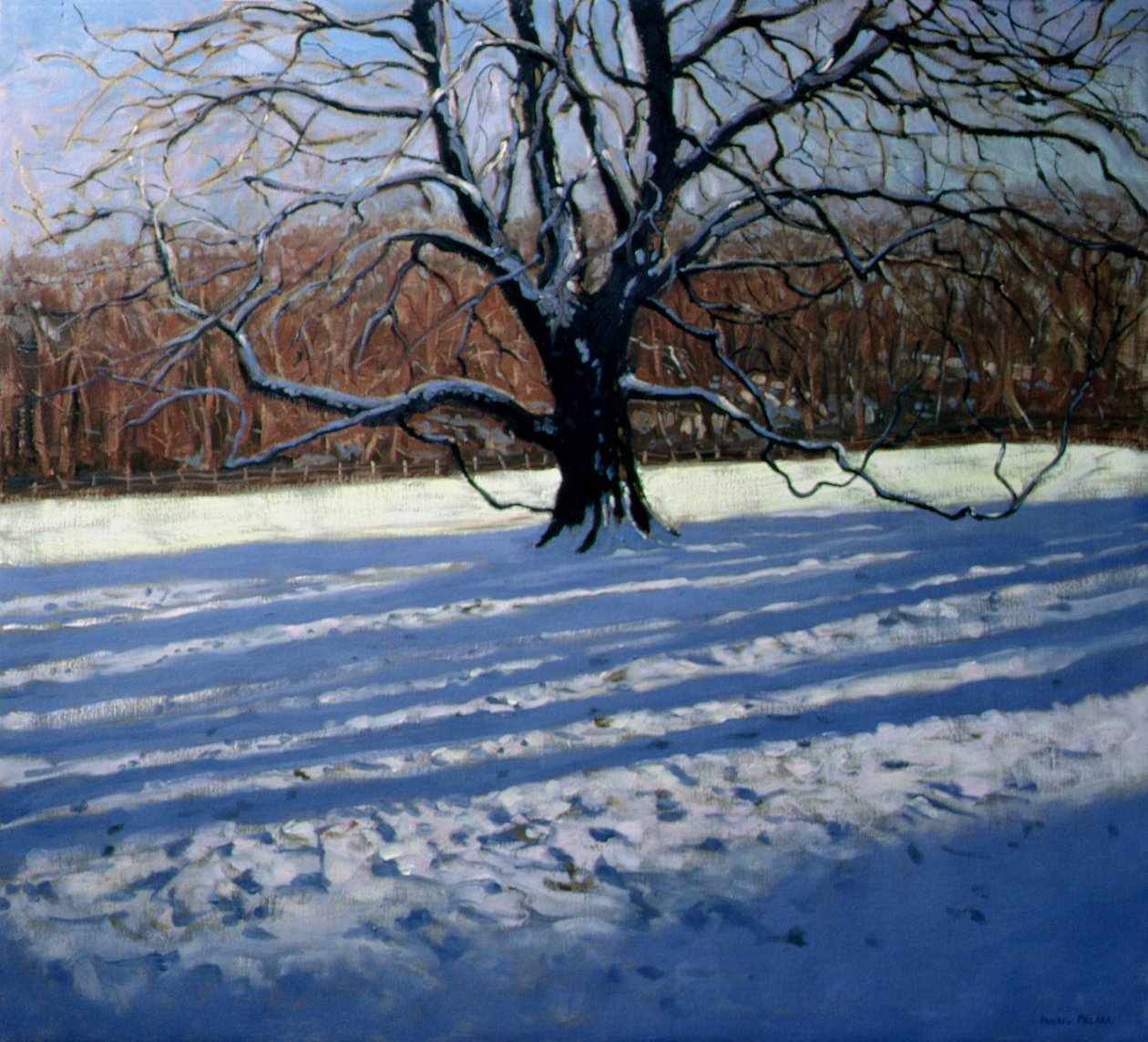 Grand arbre, neige, Calke Abbey - Andrew Macara