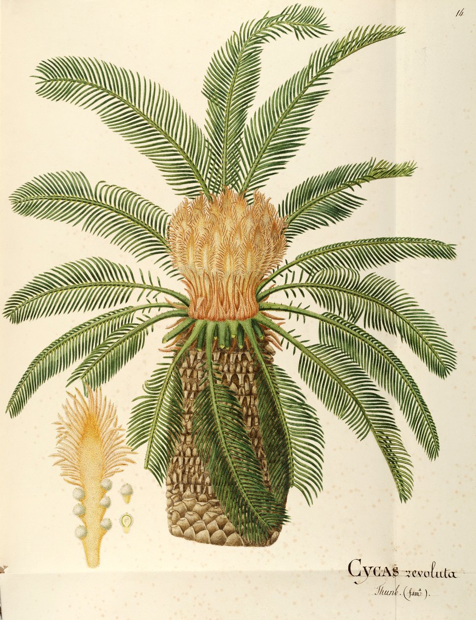 Palmier sagoutier (Cycas revoluta Thunb), Cycadaceae par Angela Rossi Bottione - Angela Rossi Bottione