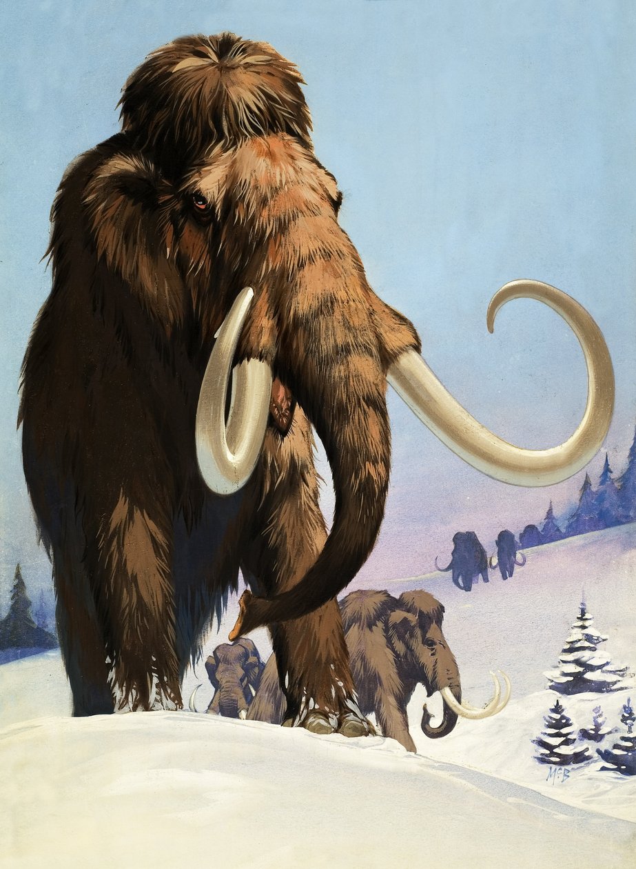 Mammouths de l