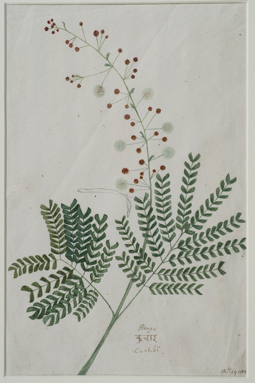Acacia leucophloea, 1785 - Anna Maria Jones
