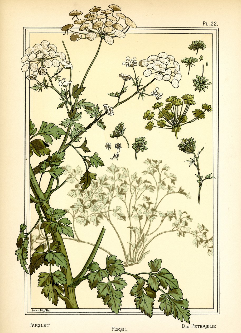Le persil - Anna Martin