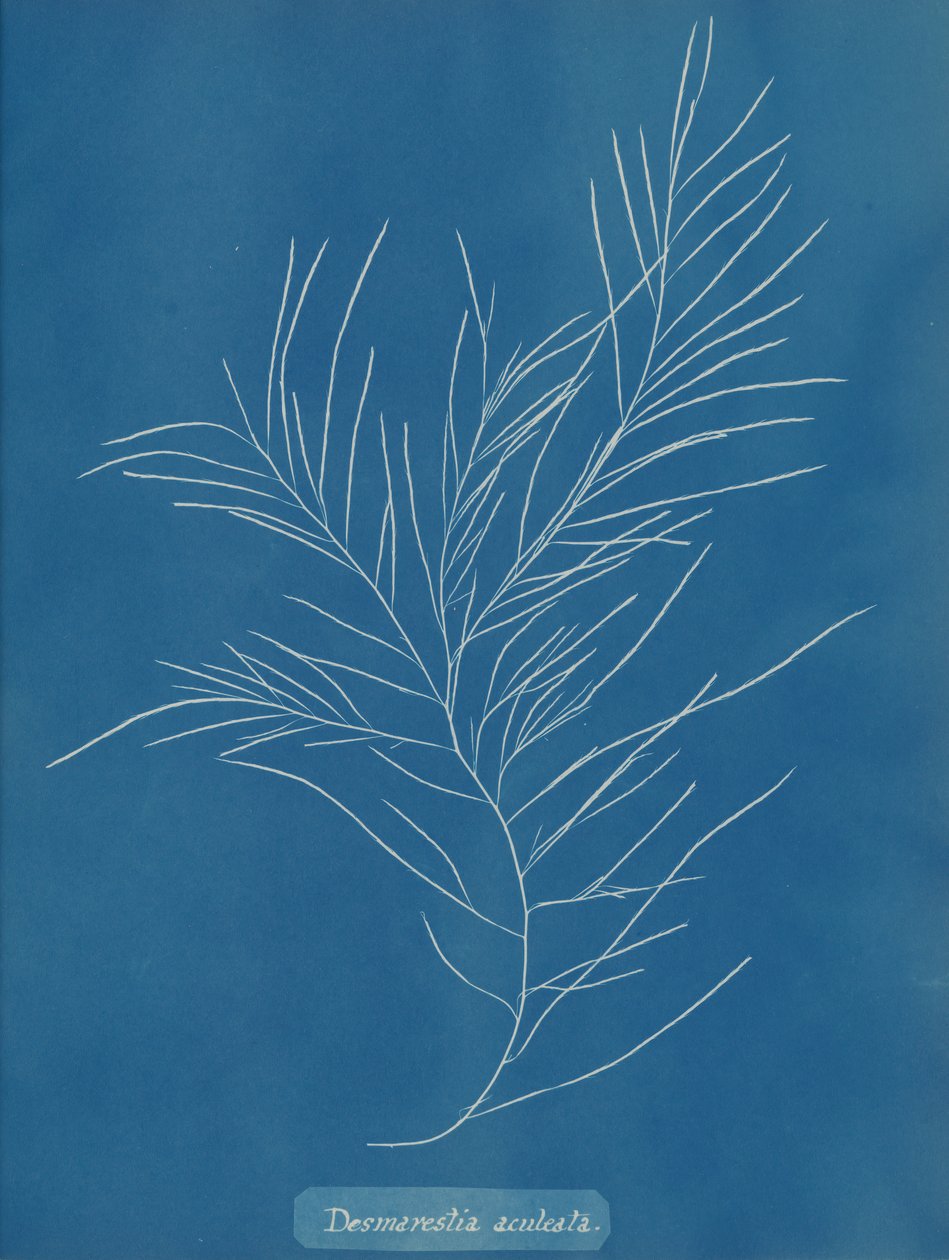 Desmarestia aculeata - Anna Atkins