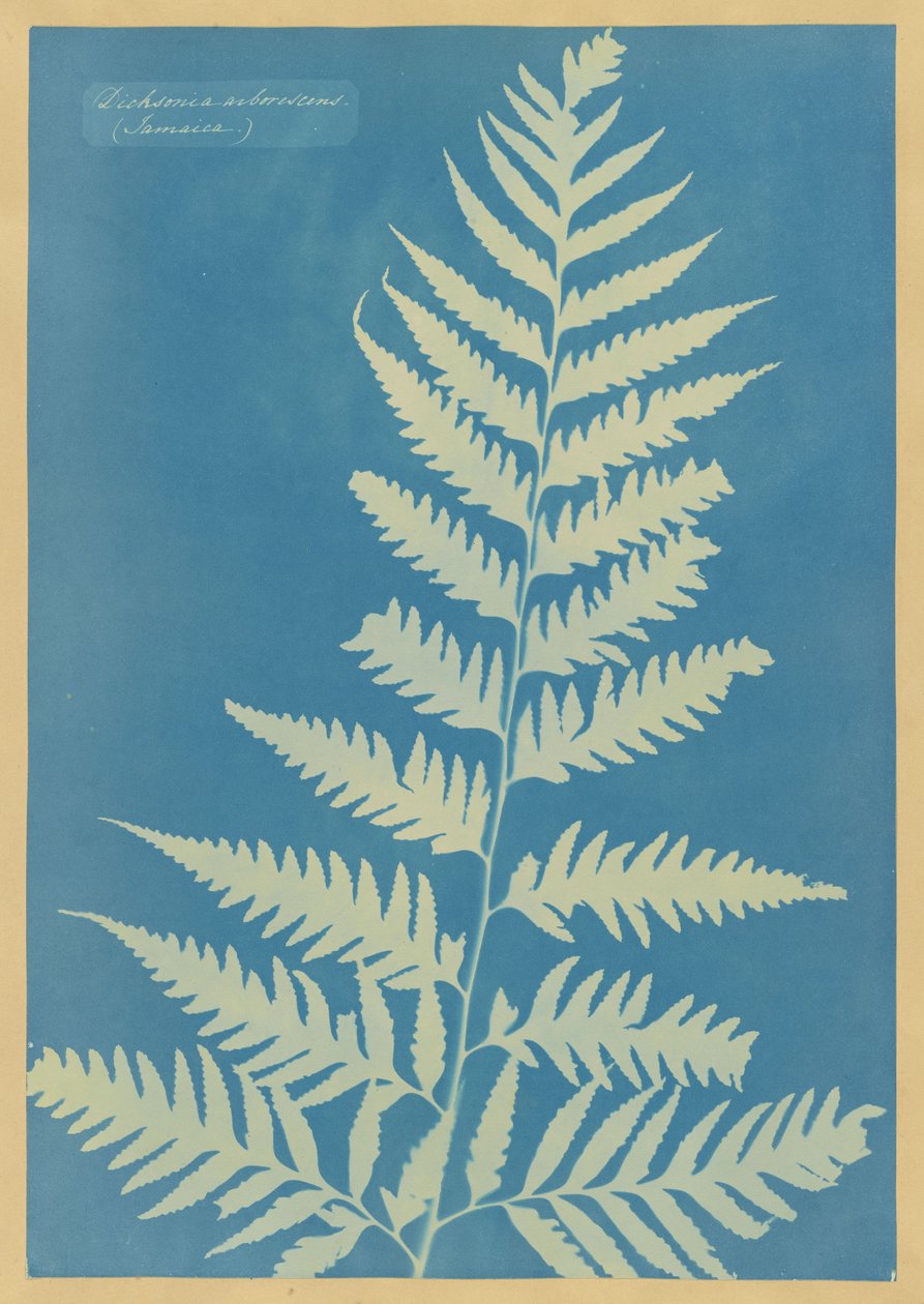 Dicksonia arborescens, Jamaïque - Anna Atkins
