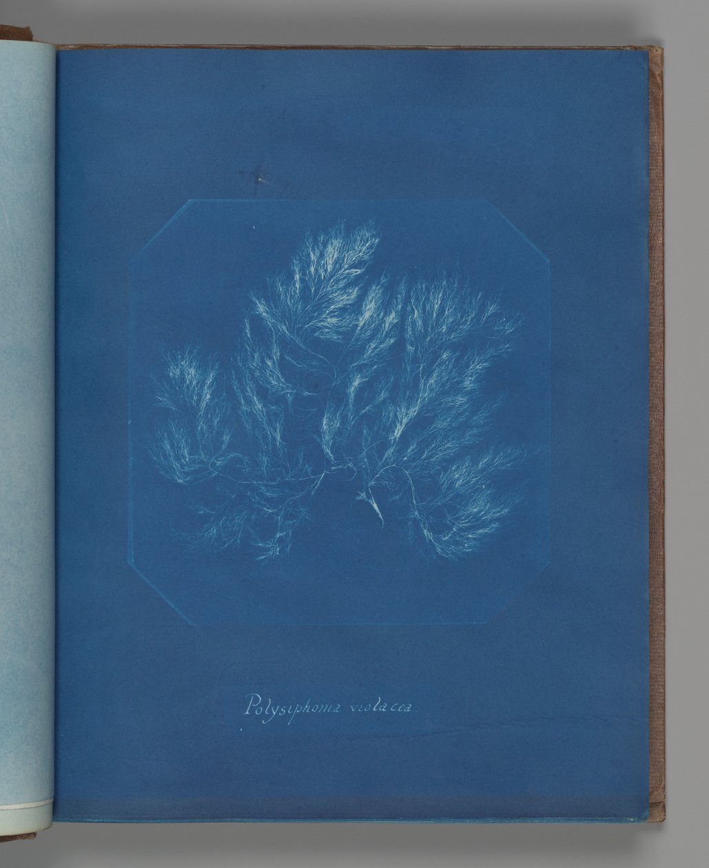 Polysiphonia violacea - Anna Atkins