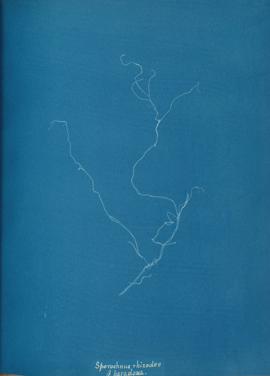 Sporochnius rhizodes ß paracloxa - Anna Atkins