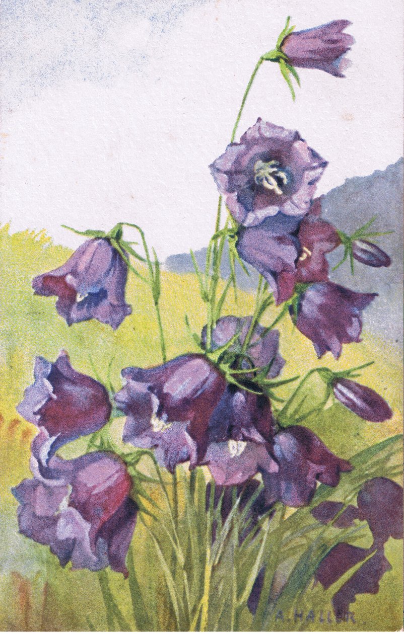 Fleur bleue, Carte postale, années 1940 - Anna Haller