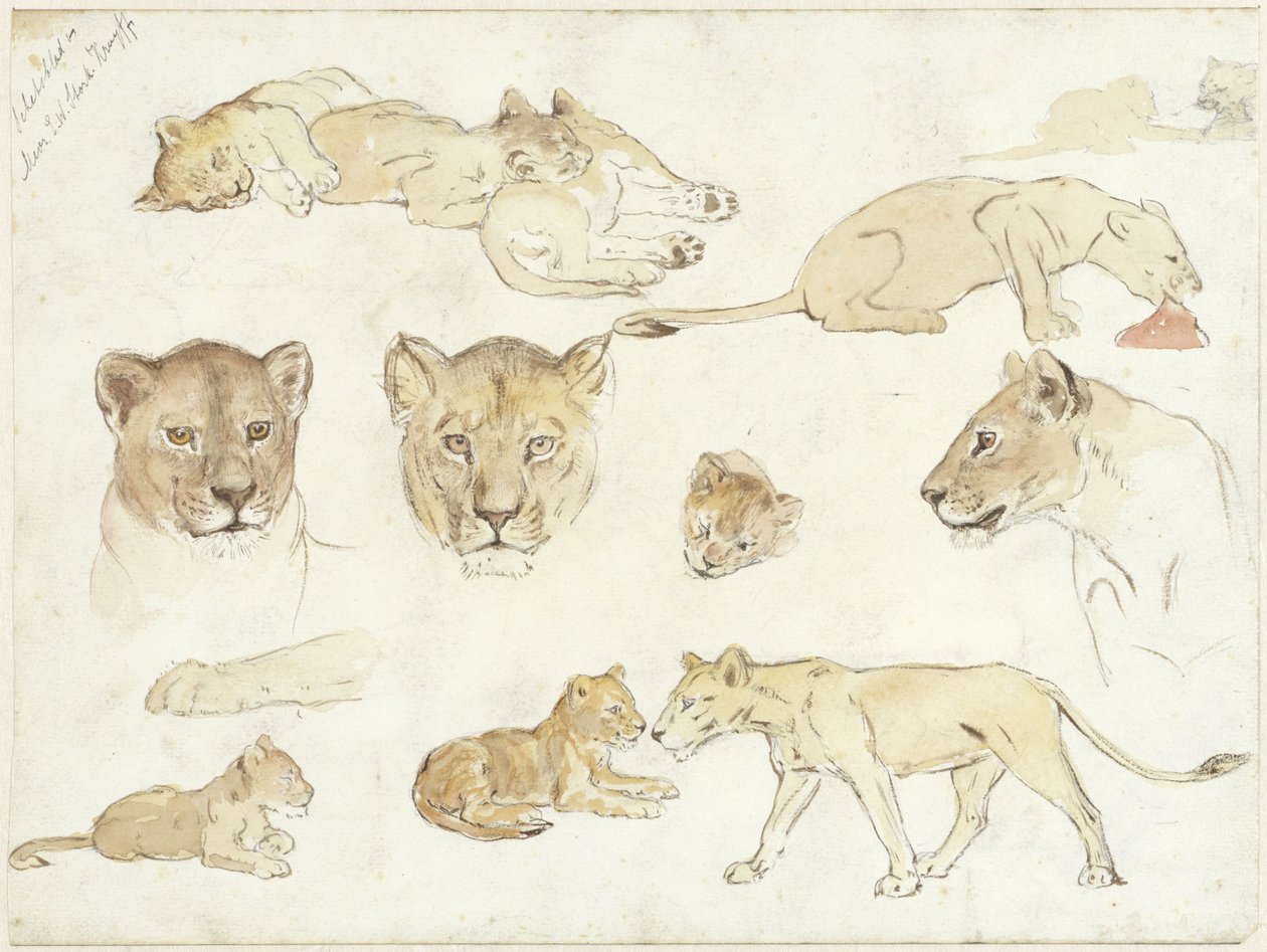 Études de lions - Anna Maria Kruijff