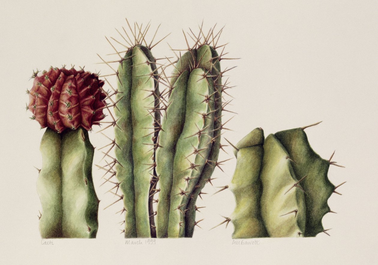 Cactus, 1999 - Annabel Barrett