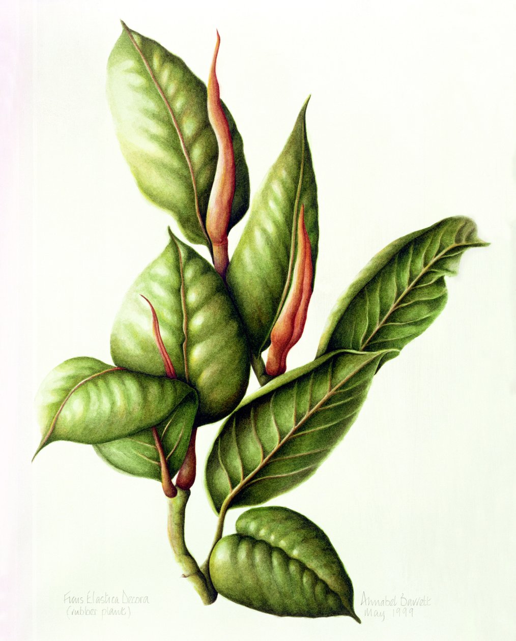 Plante en caoutchouc - Annabel Barrett