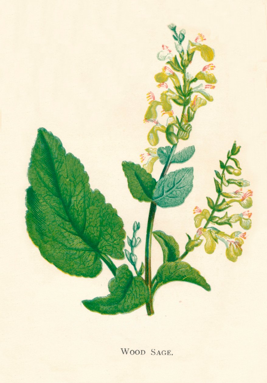 Sauge des bois, c1891 - Anne Pratt