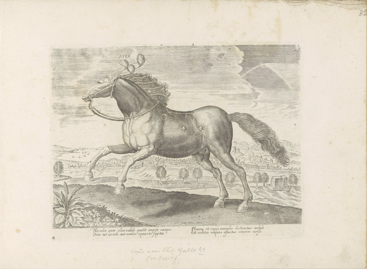 Cheval arabe - Anonymous