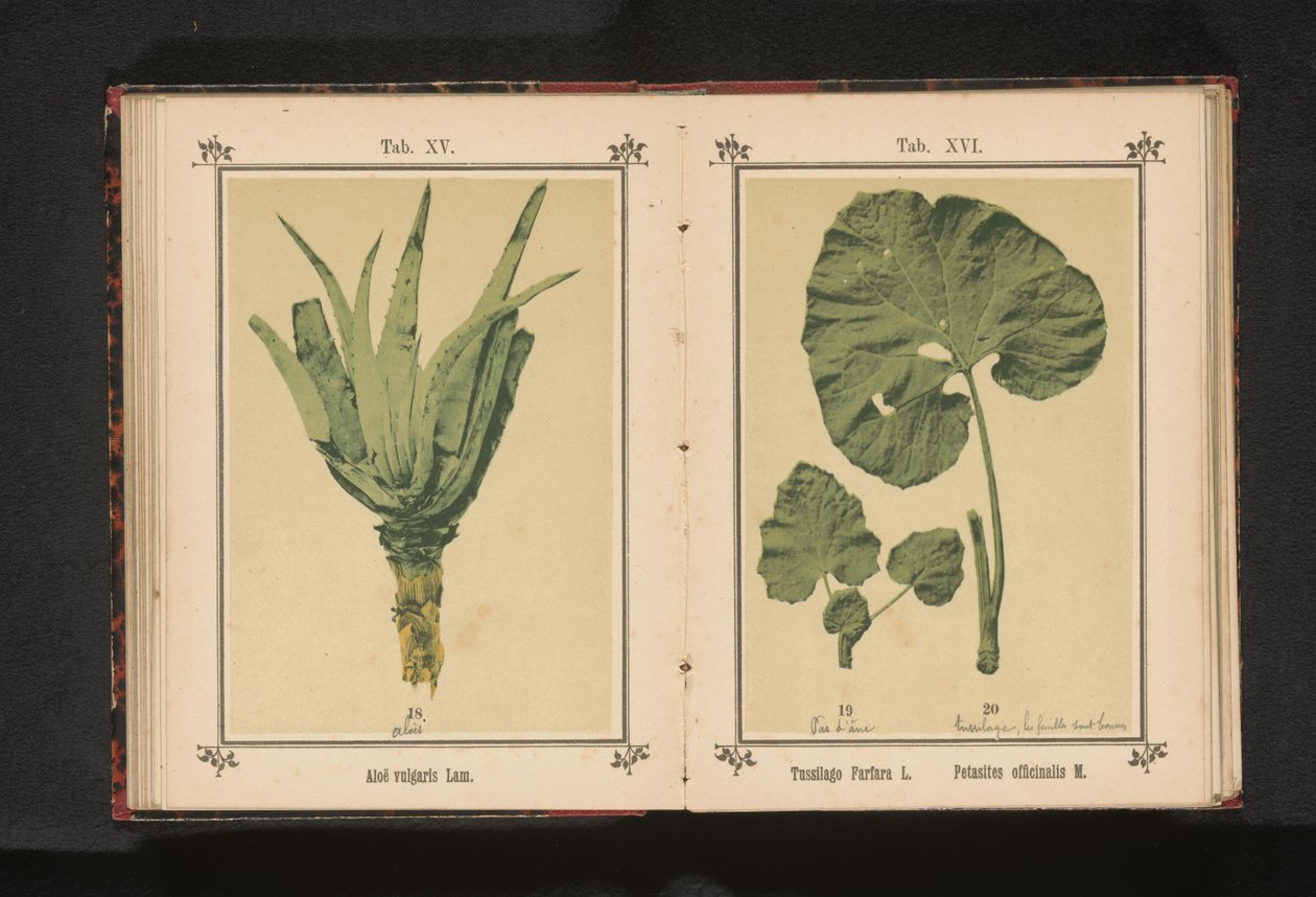 Feuille de tussilage et feuille de pétasite - Anonymous
