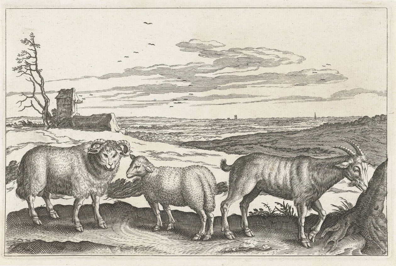 Bouc et moutons (Animalivm Qvaddrvpedvm) - Anonymous