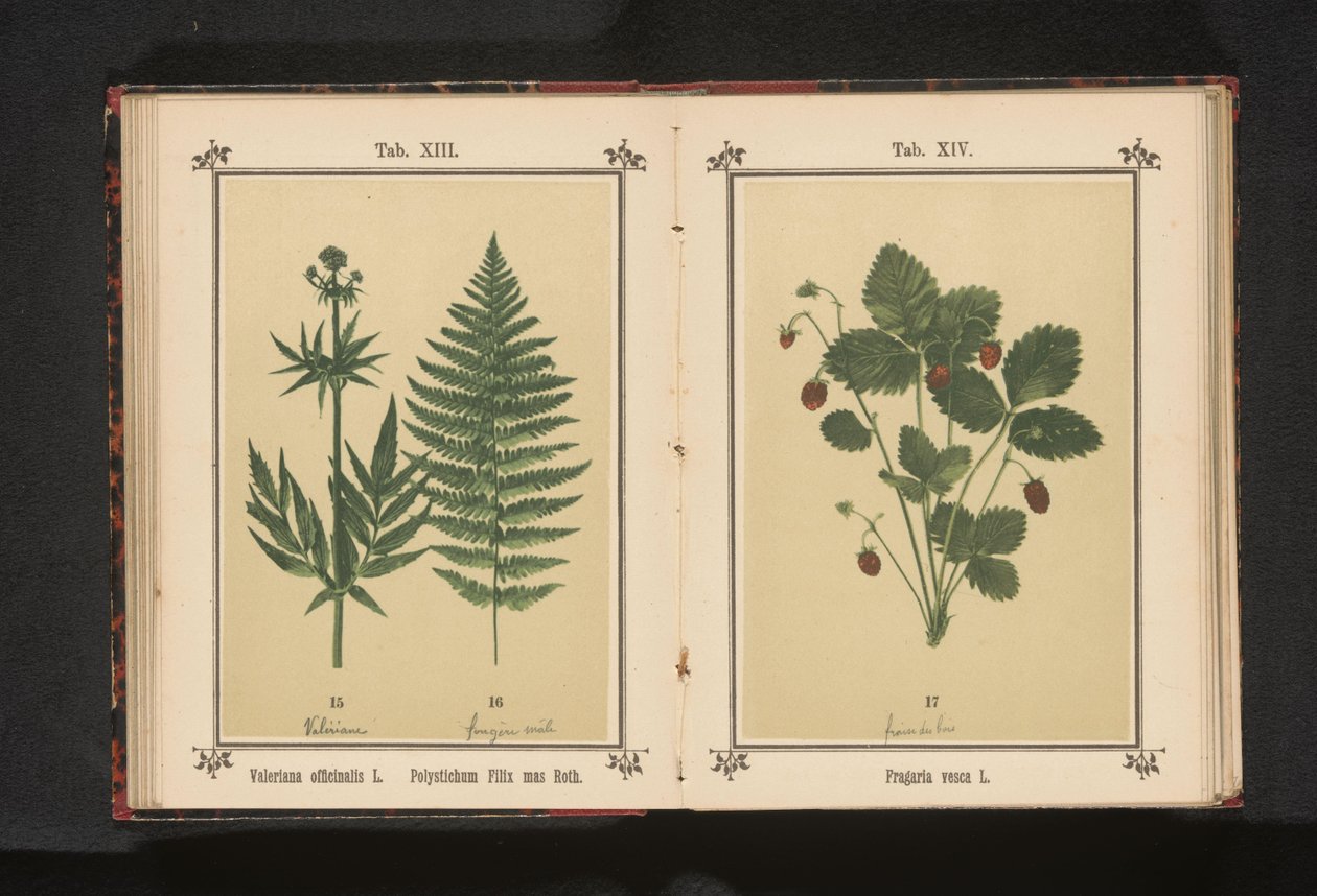 Fraisier des bois - Anonymous