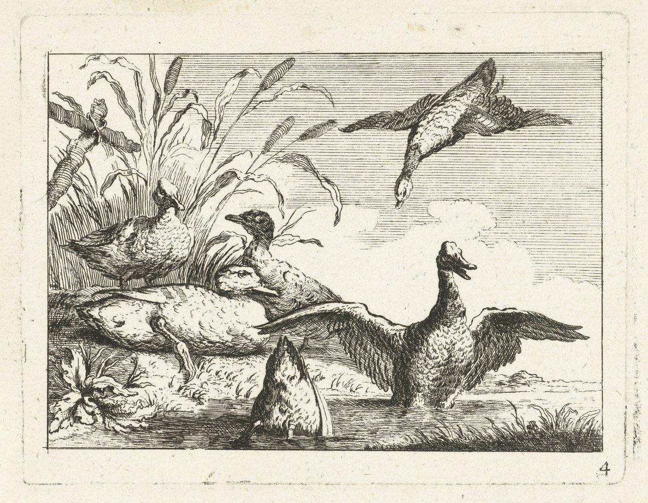 Canards près d