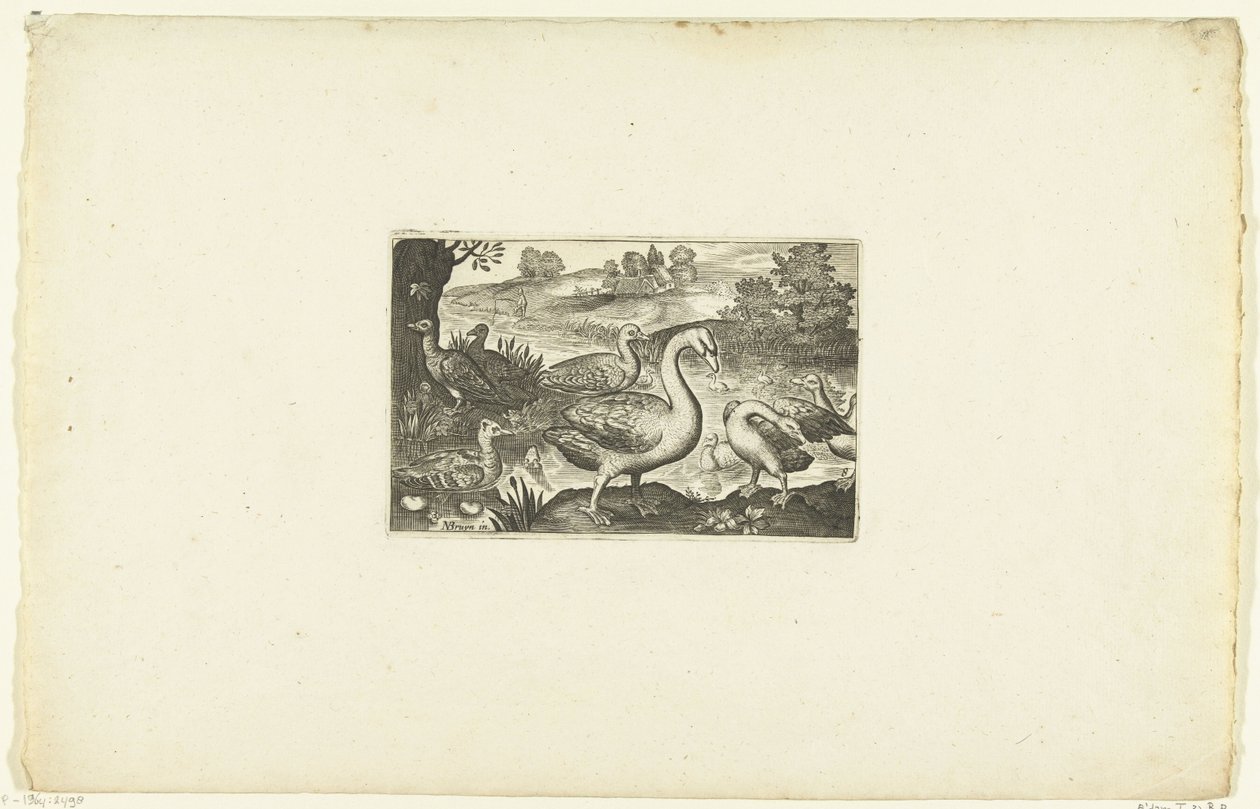Oies et canards près d
