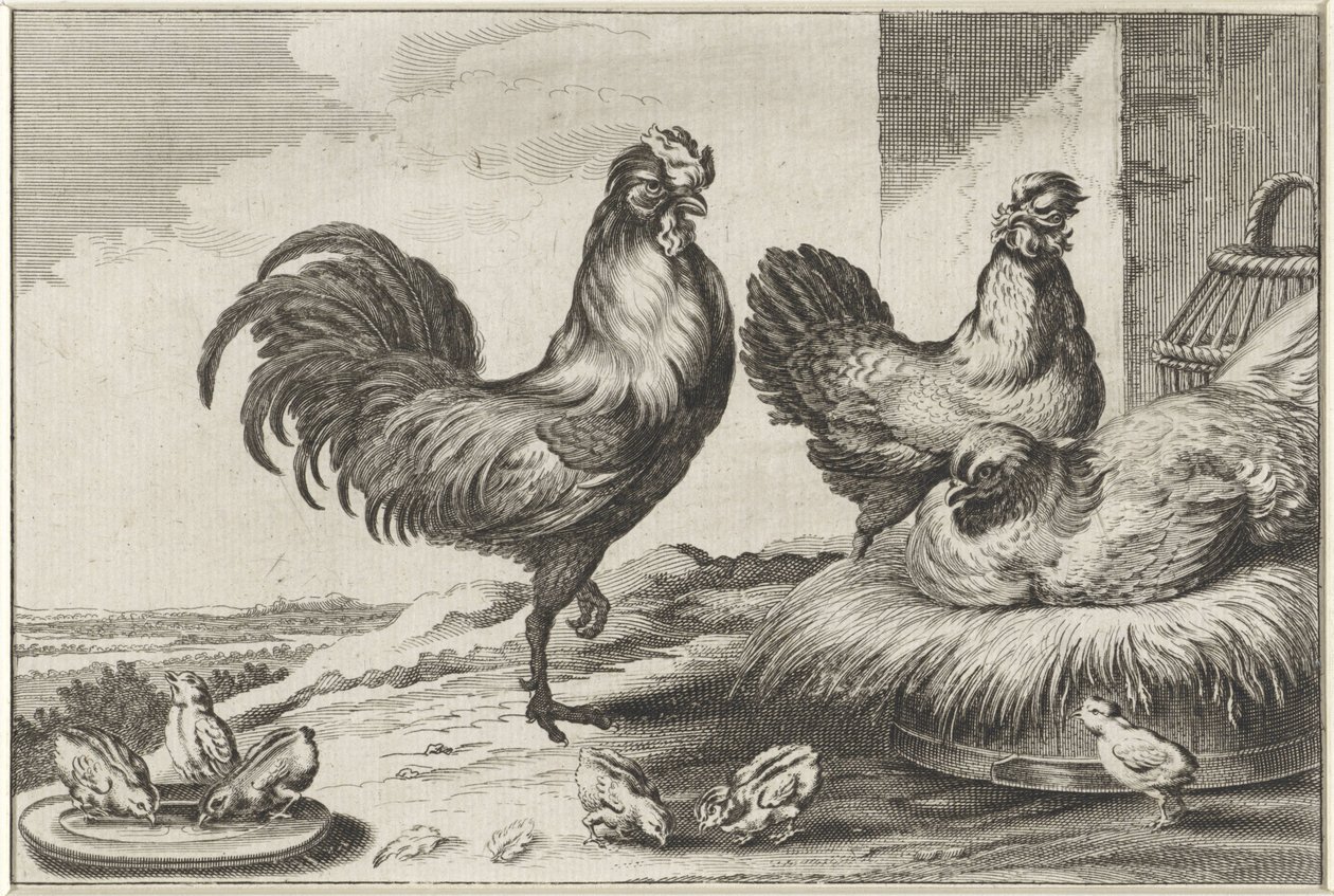 Poulet, coqs et poussins - Anonymous