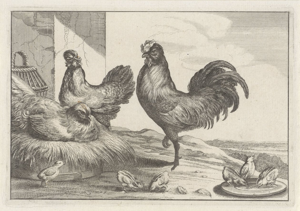 Poulet, coqs et poussins - Anonymous