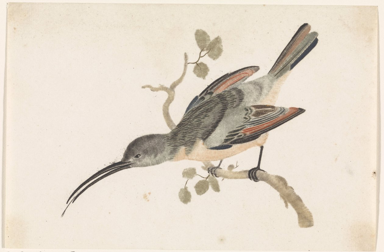 Colibri sur une branche à gauche - Anonymous