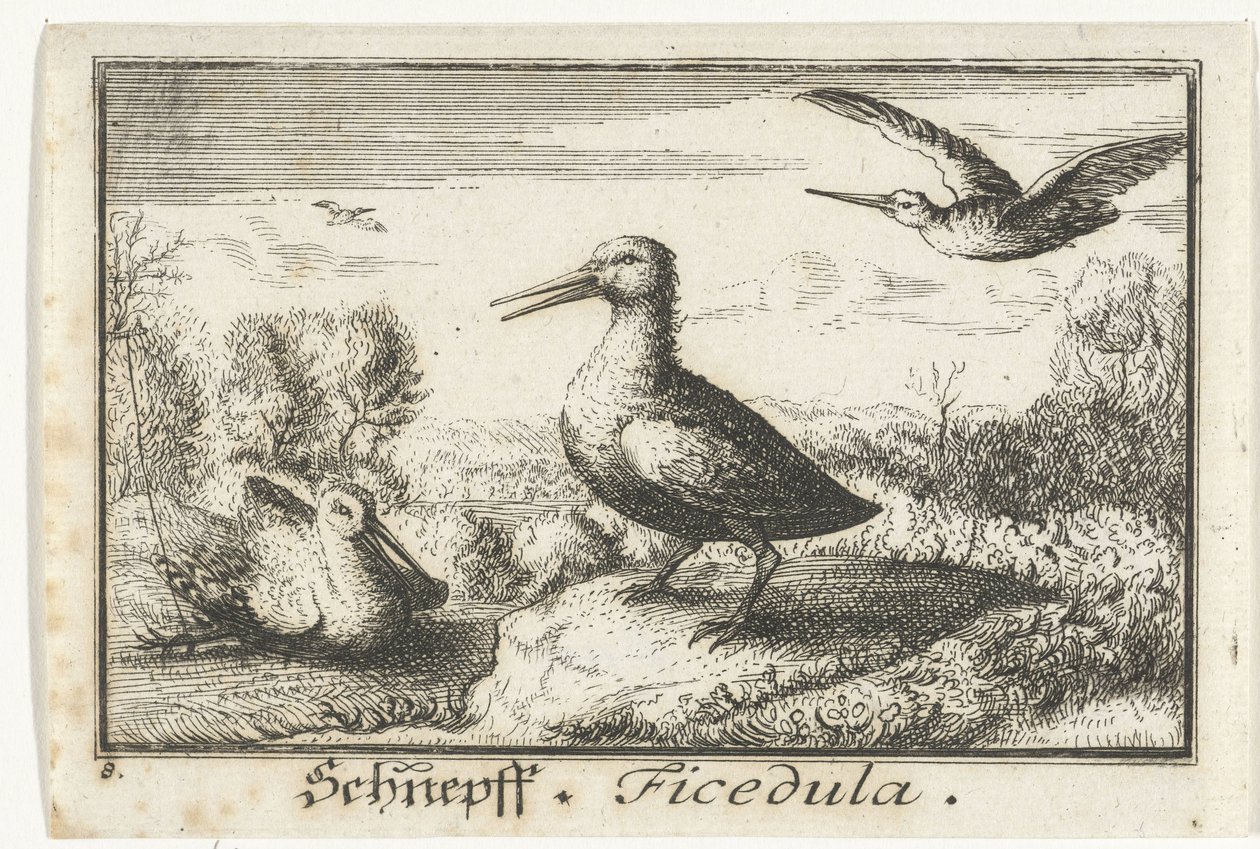Paysage avec trois bécassines, Schneff, Ficedula. (titre sur l