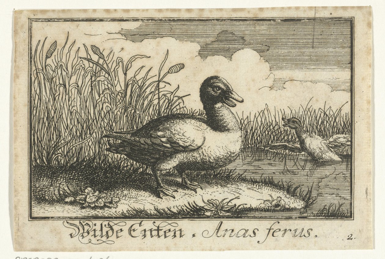 Paysage avec canard sauvage - Anonymous