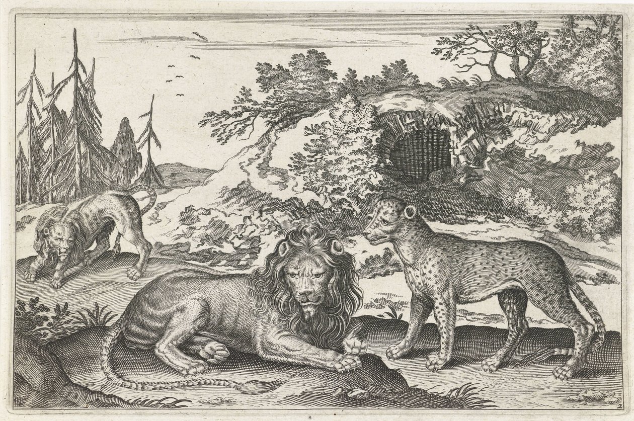 Lions et léopard - Anonymous