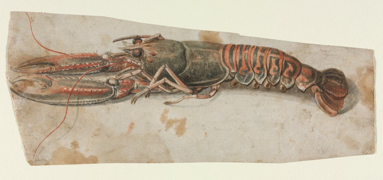 Homard (recto) - Anonymous