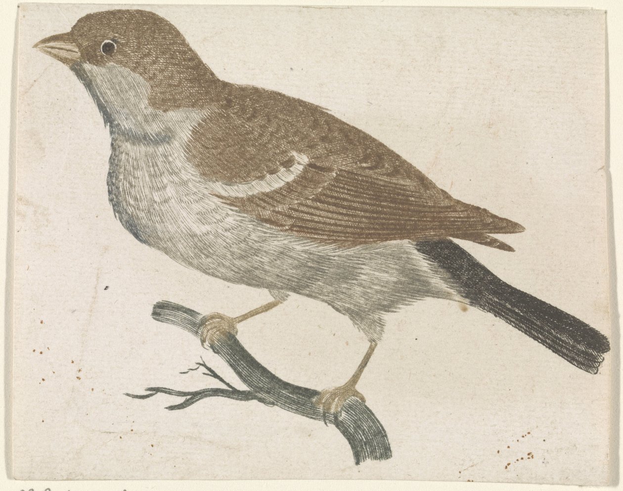 Moineau sur une branche à gauche - Anonymous