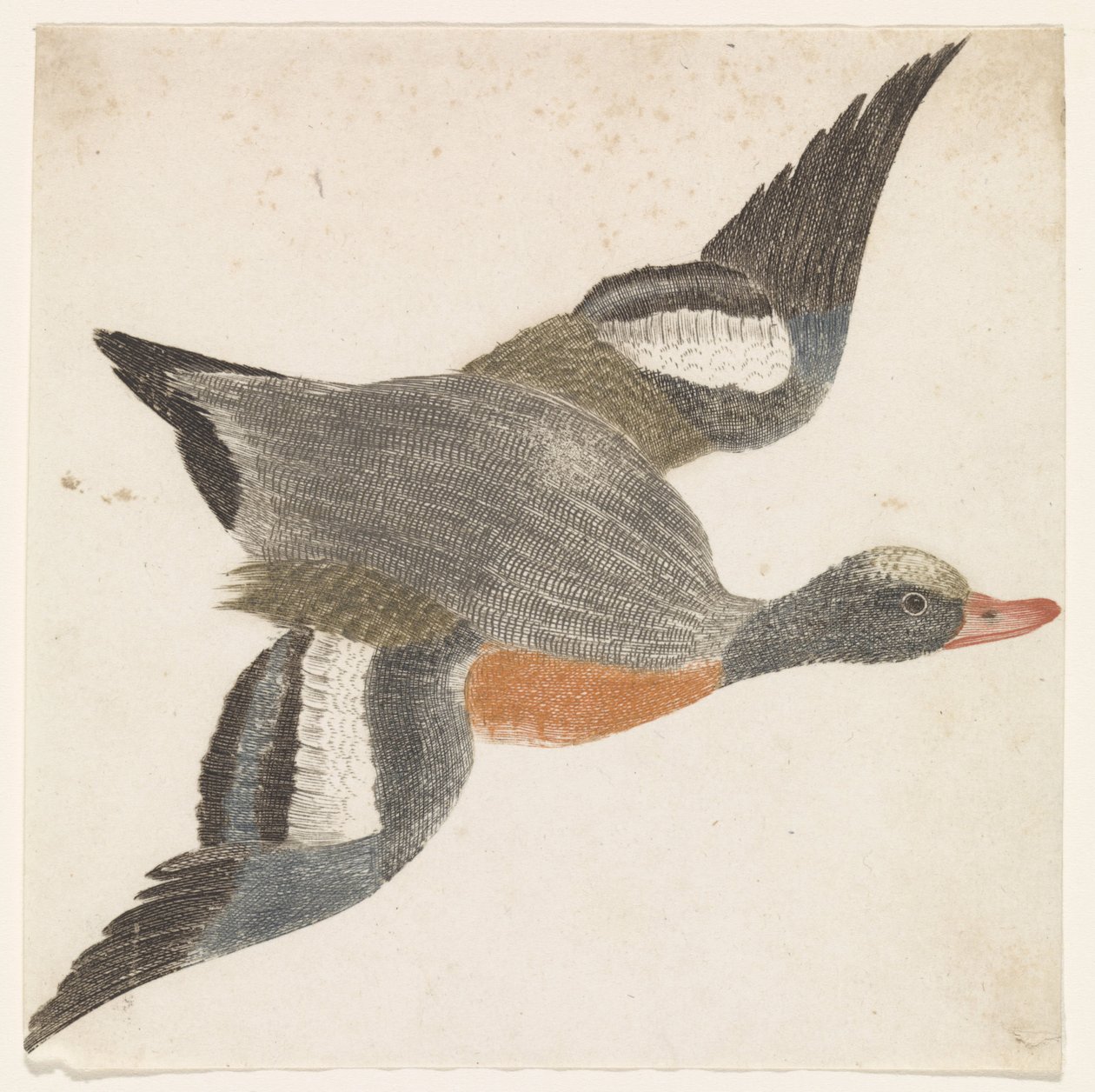 Canard siffleur volant vers la droite - Anonymous