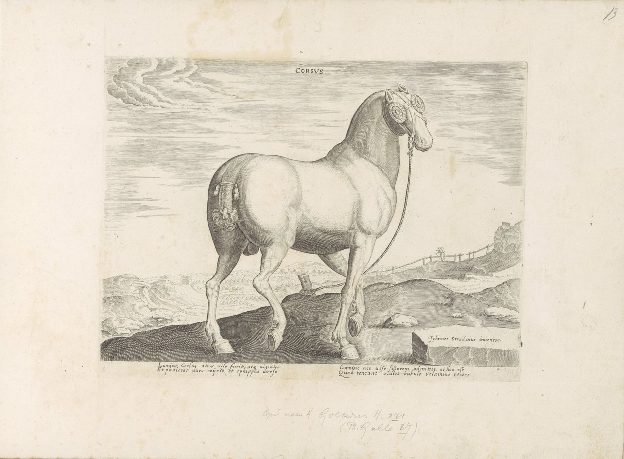 Cheval de Corse - Anonymous