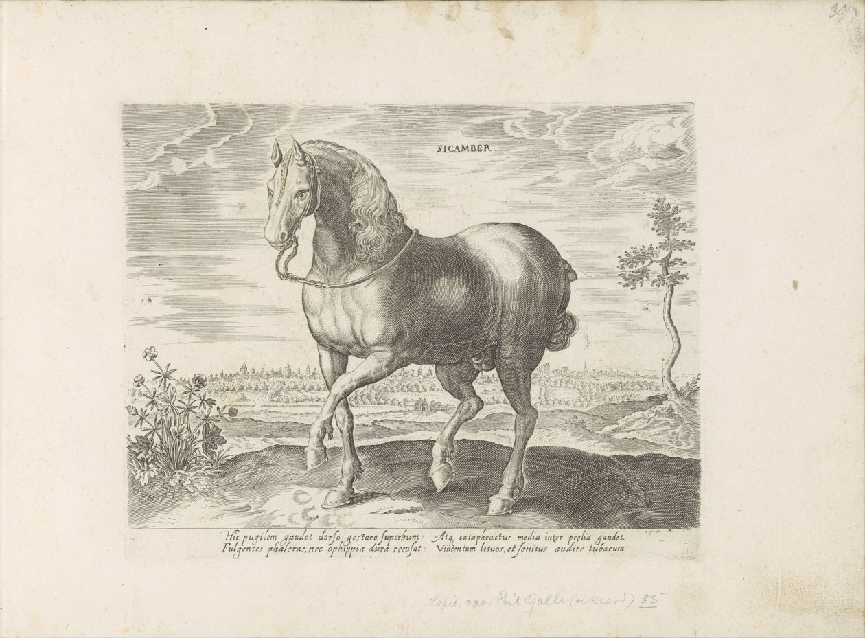 Cheval de Gelre (série: Races de chevaux des écuries royales de Don Juan d
