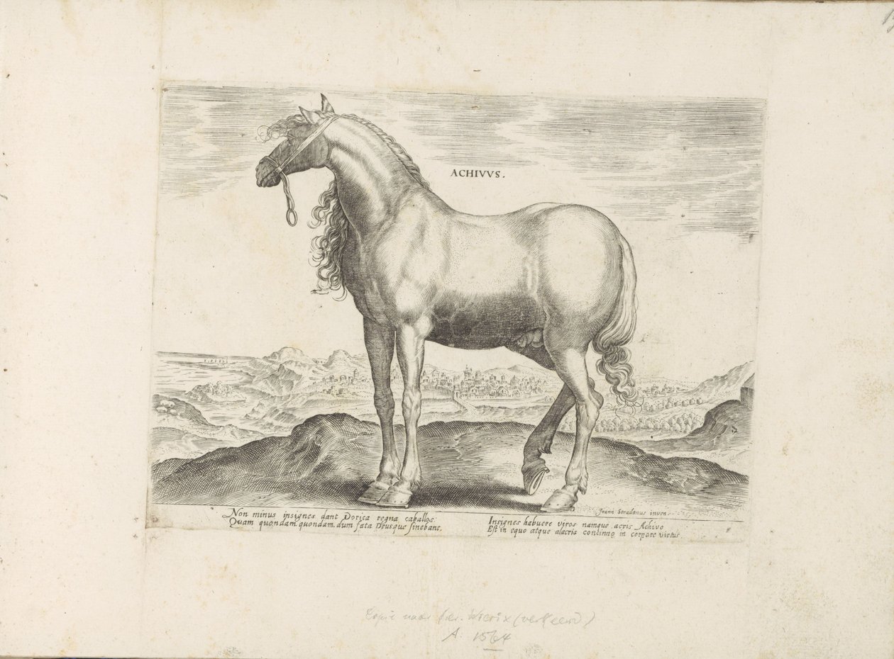 Cheval de Grèce - Anonymous