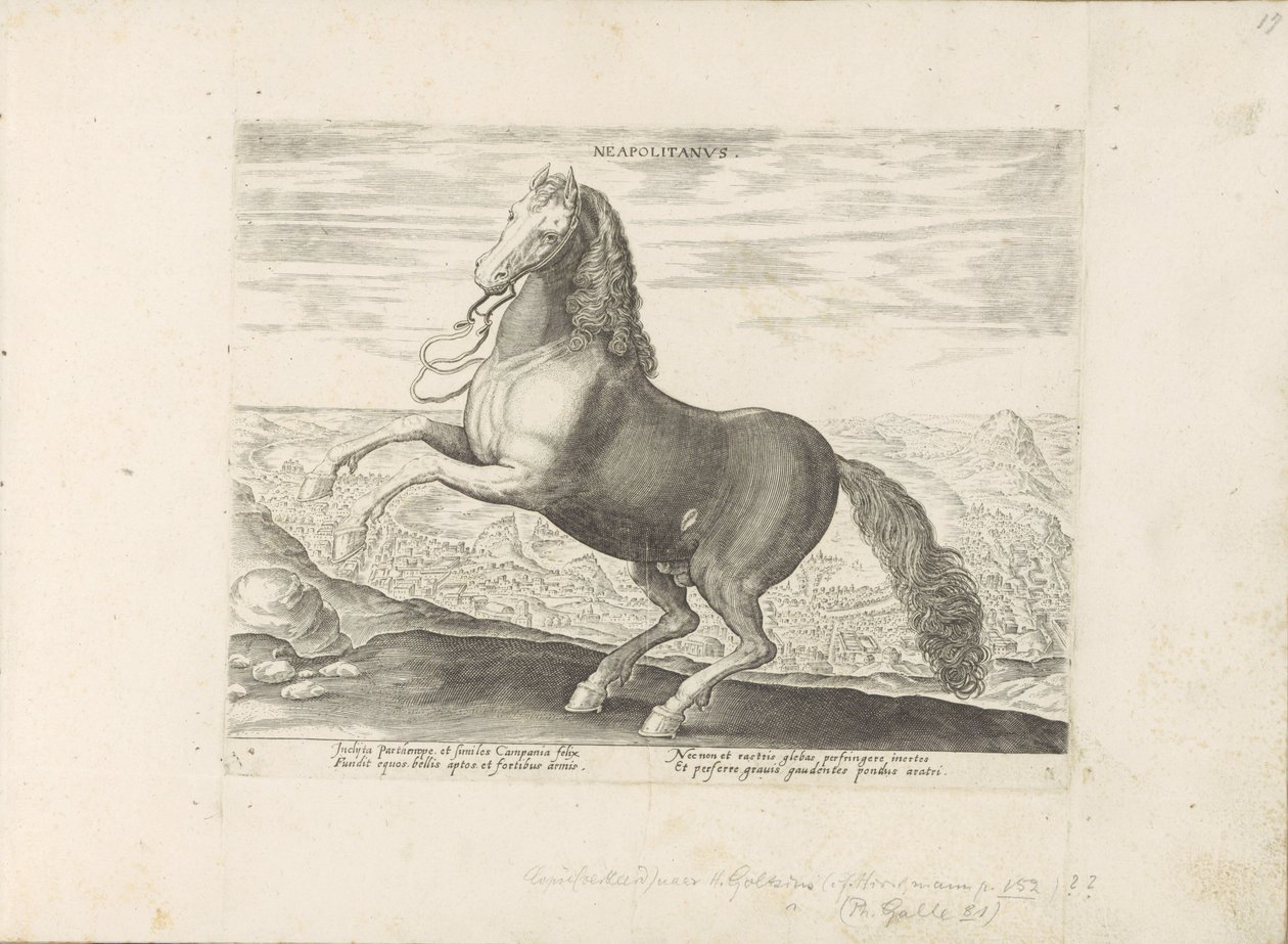 Cheval de Naples - Anonymous