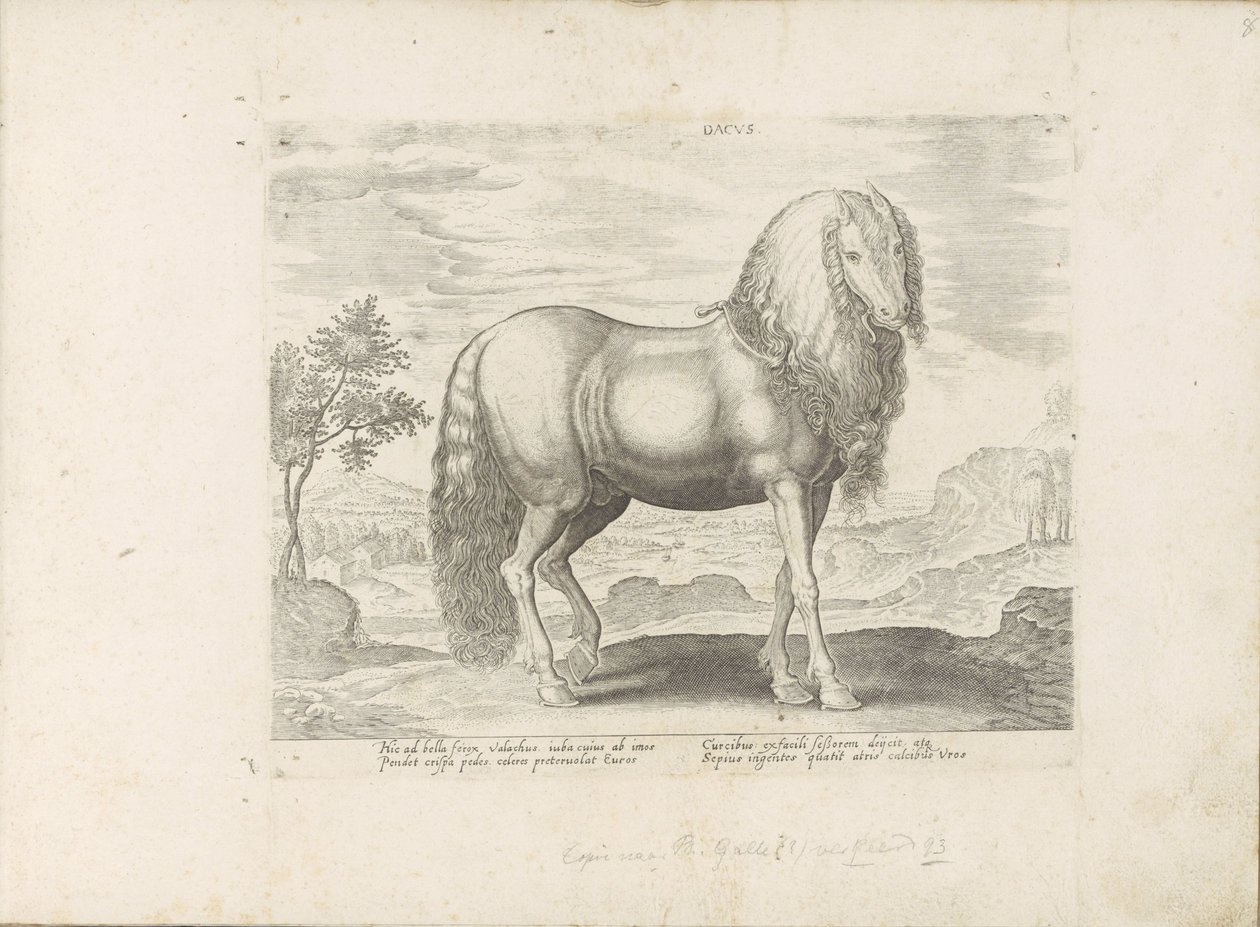 Cheval de Roumanie (Dacus) - Anonymous