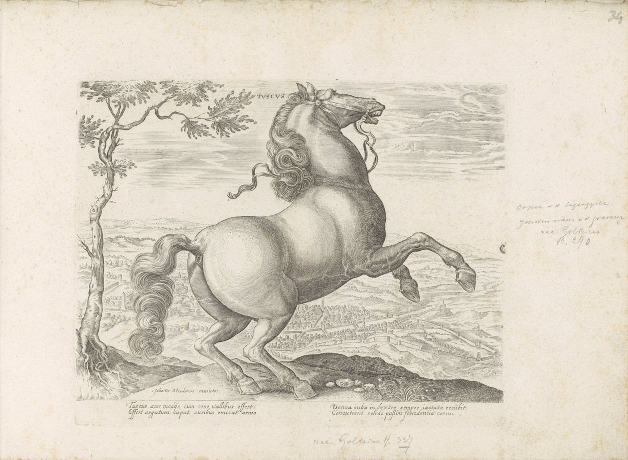 Cheval de Toscane - Anonymous
